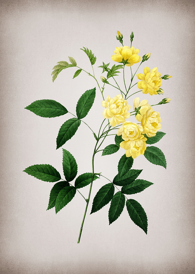 Vintage Lady Banks Rose