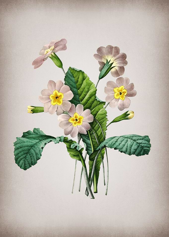 Vintage Grandiflora