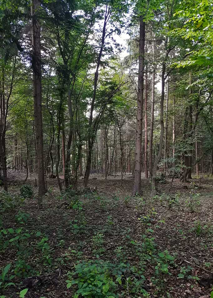 Decidous forest
