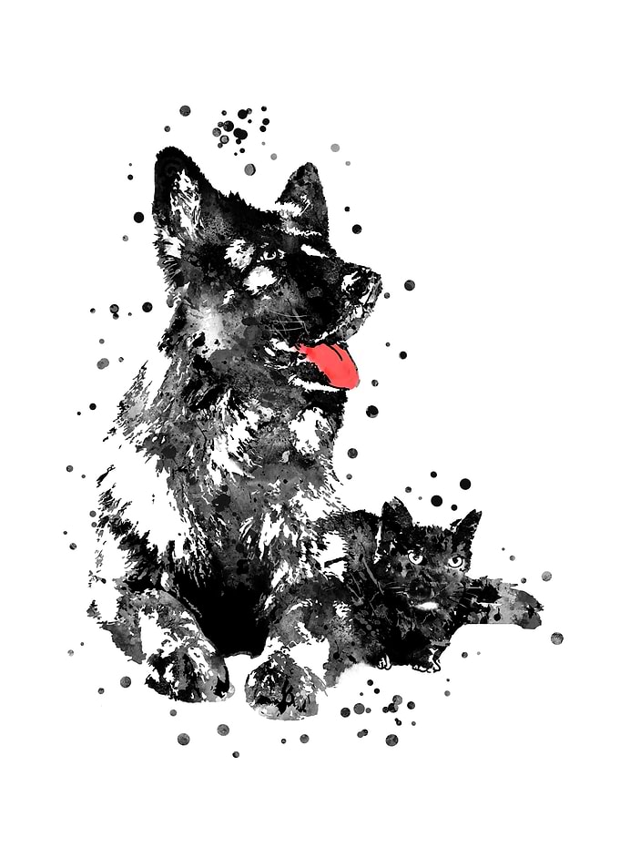 German Shepherd and cat