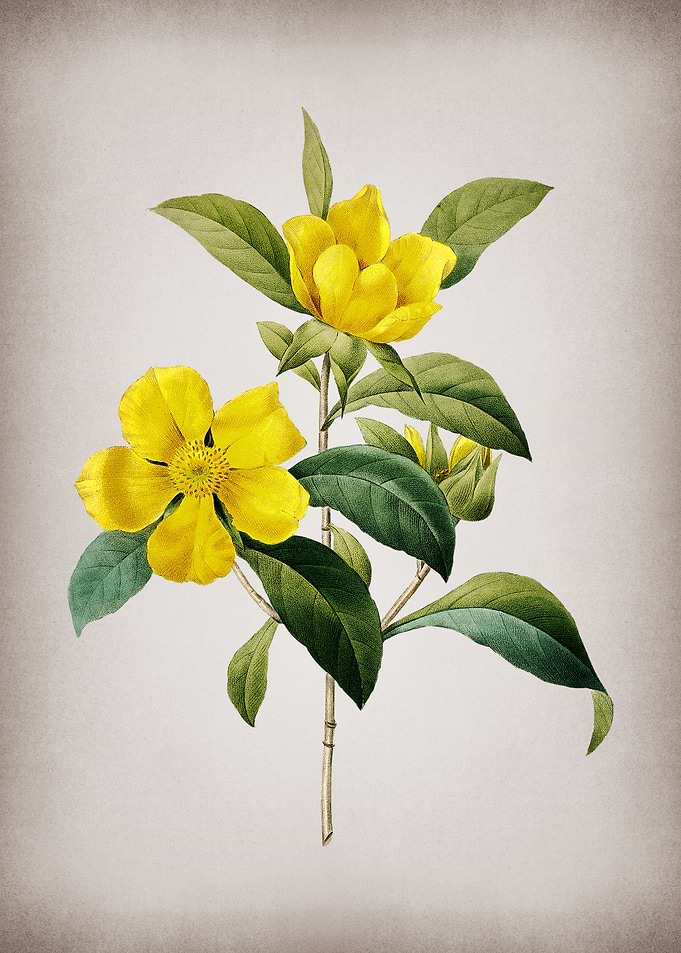 Vintage Golden Guinea Vine