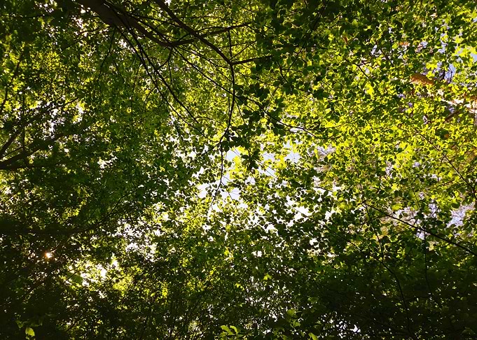 Tree crowns