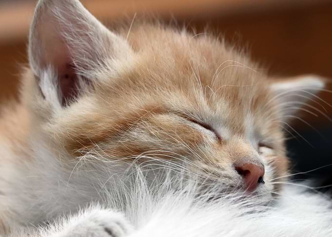 Sleeping Kittens
