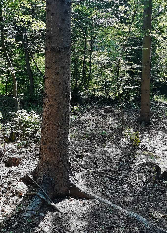 Tree trunk