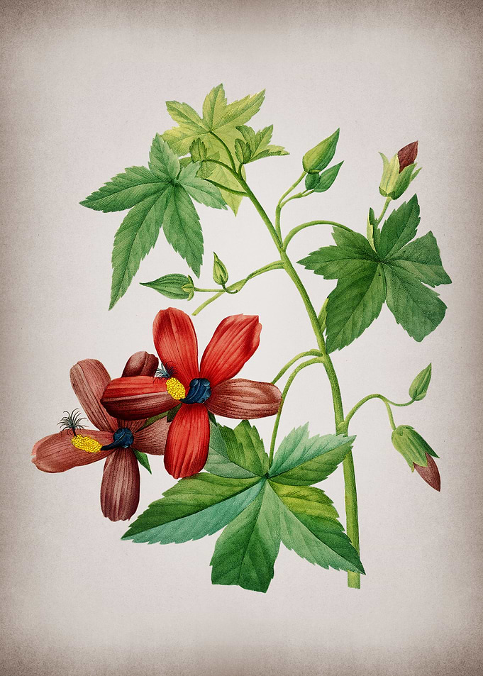 Vintage Lavatera Phoenicea