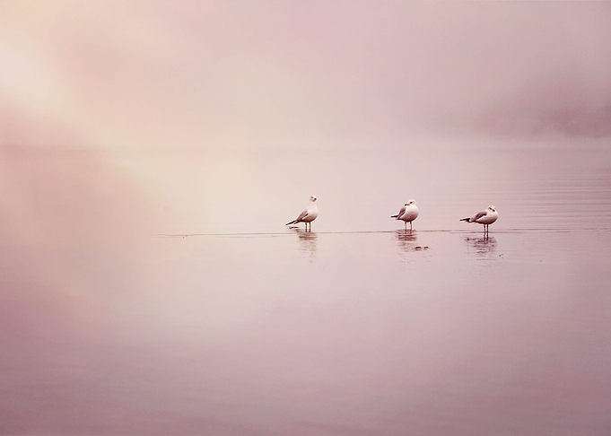 3 gulls