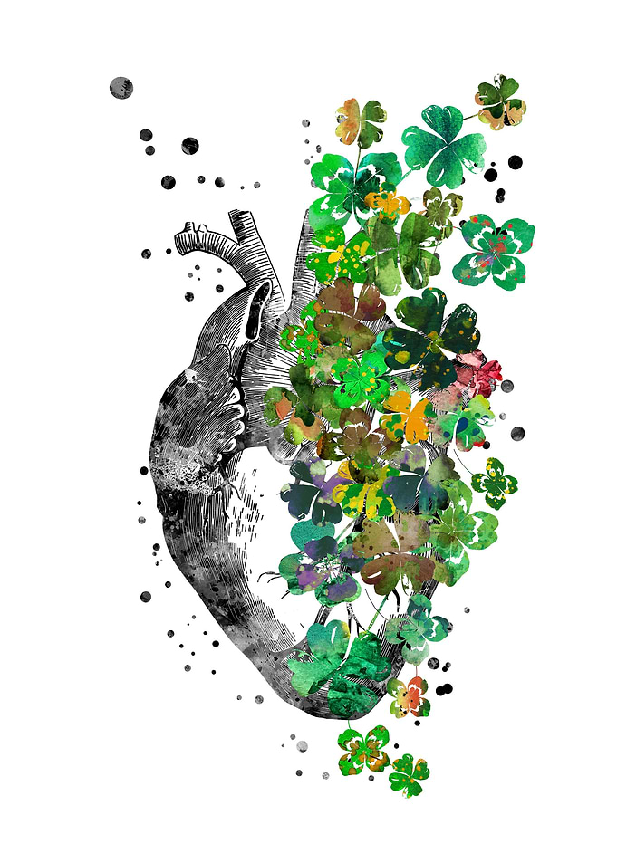 Heart anatomy