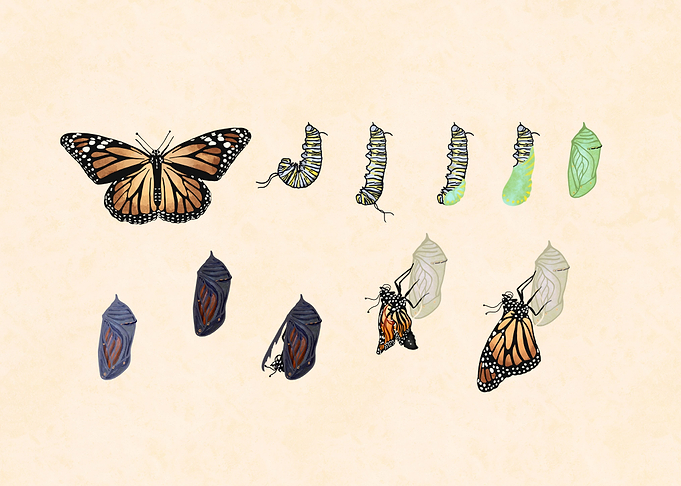 Metamorphosis