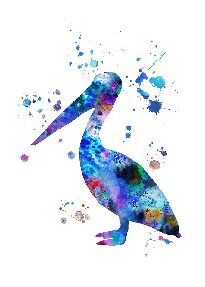 Pelican