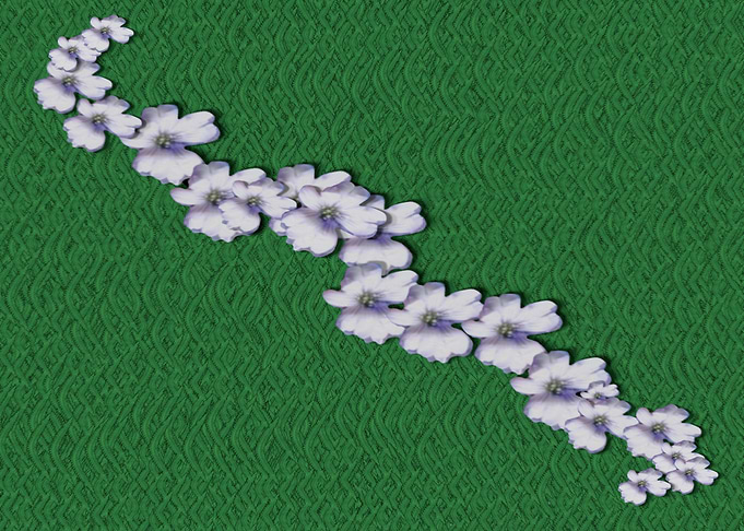 cherry blossoms branch