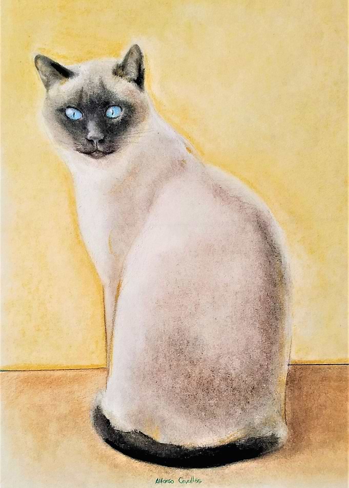 Cat in yellow