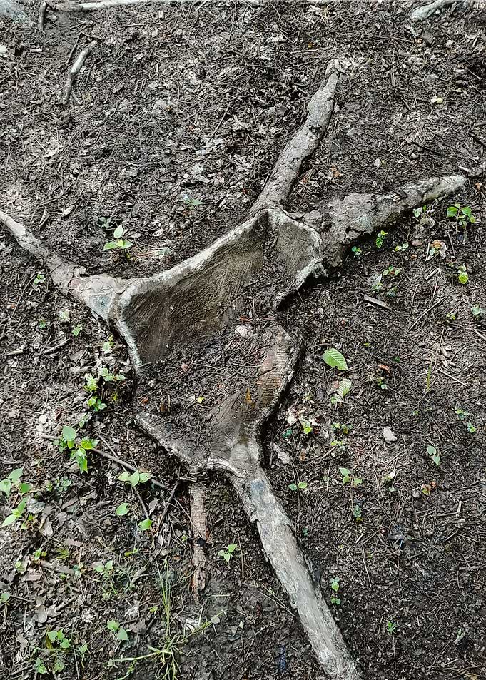 Cut tree