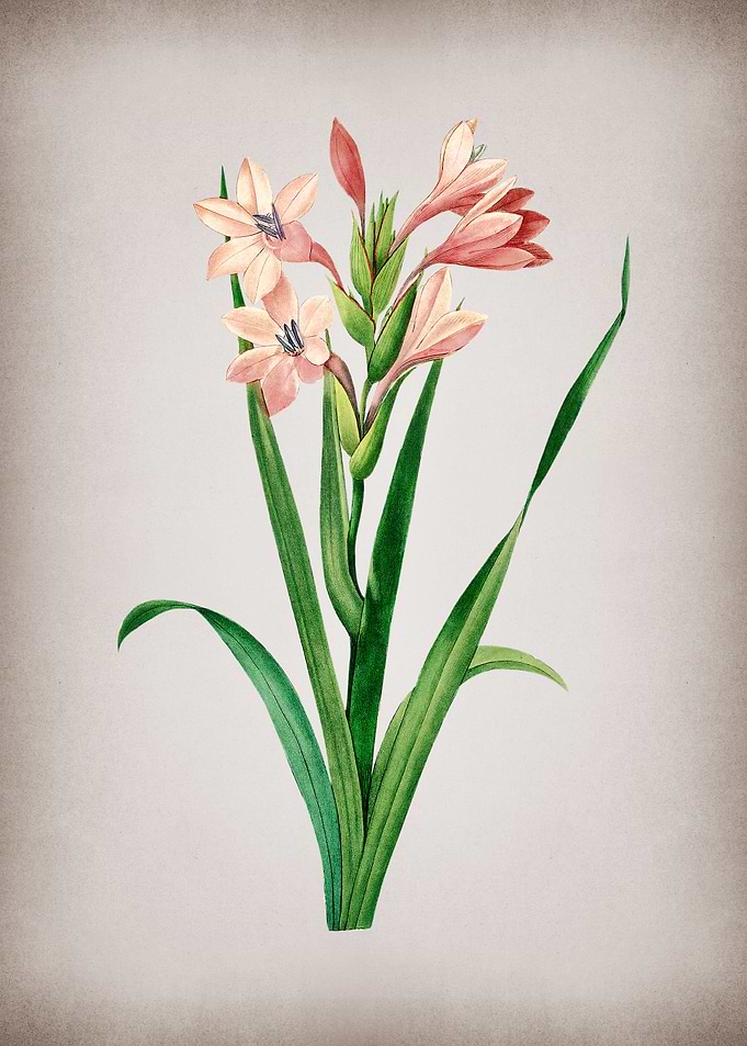 Vintage Gladiolus Saccatus