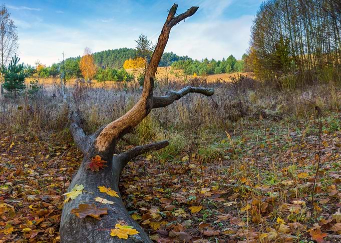 Autumn Autumnal Beautiful