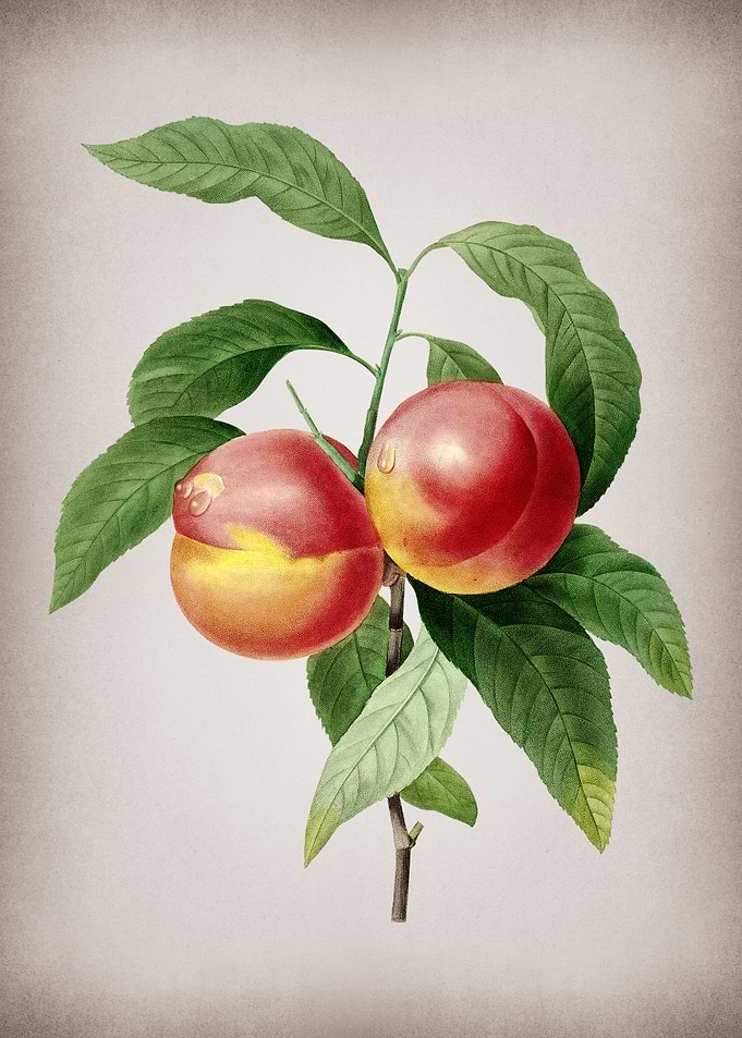 Vintage Peach