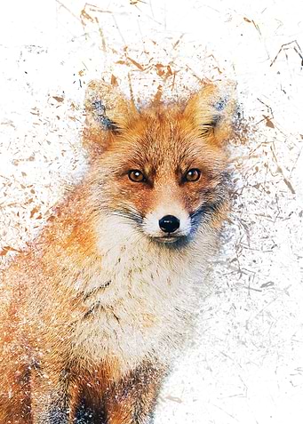 Shattered Fox