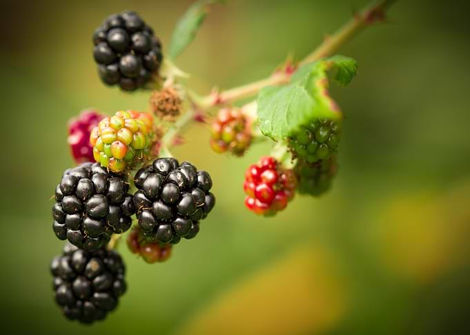 black berry