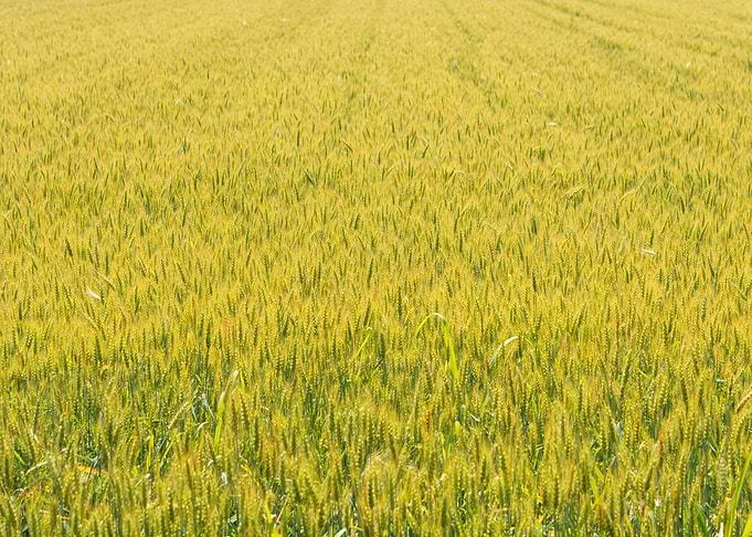 Expanse of wheat in a fiel