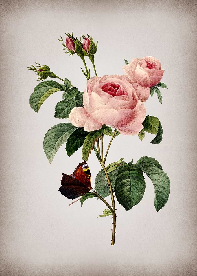 Vintage Provence Rose