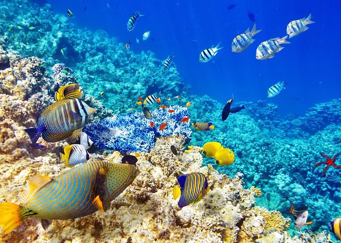 Underwater Ocean Fish