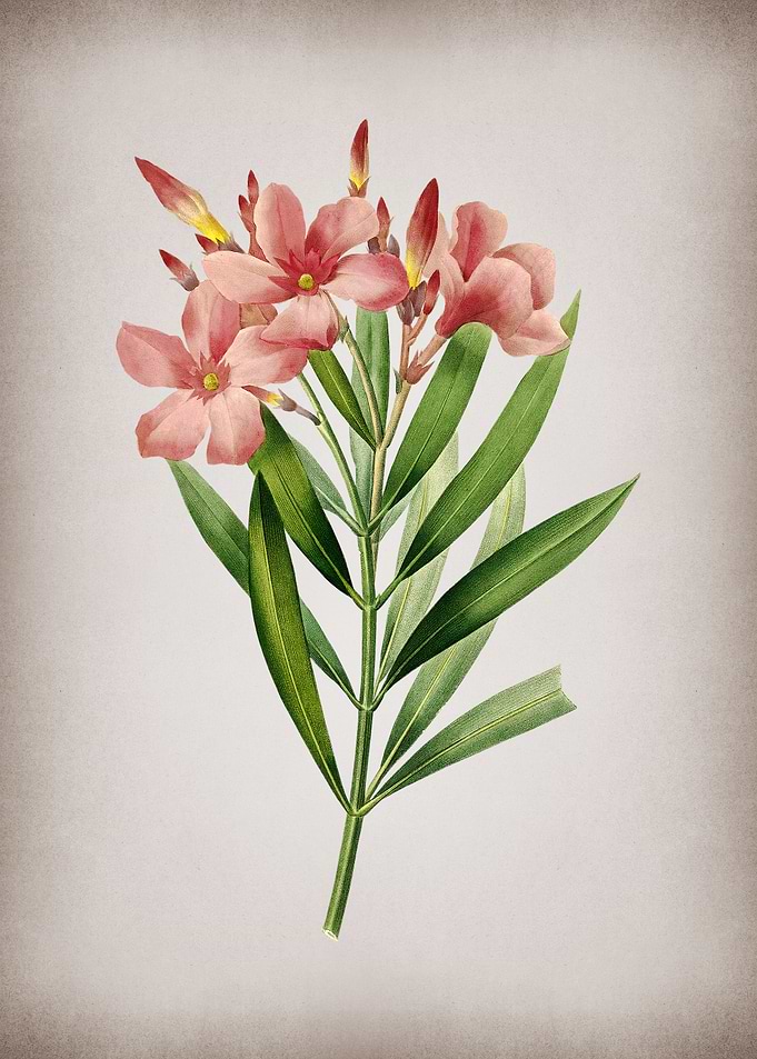 Vintage Oleander