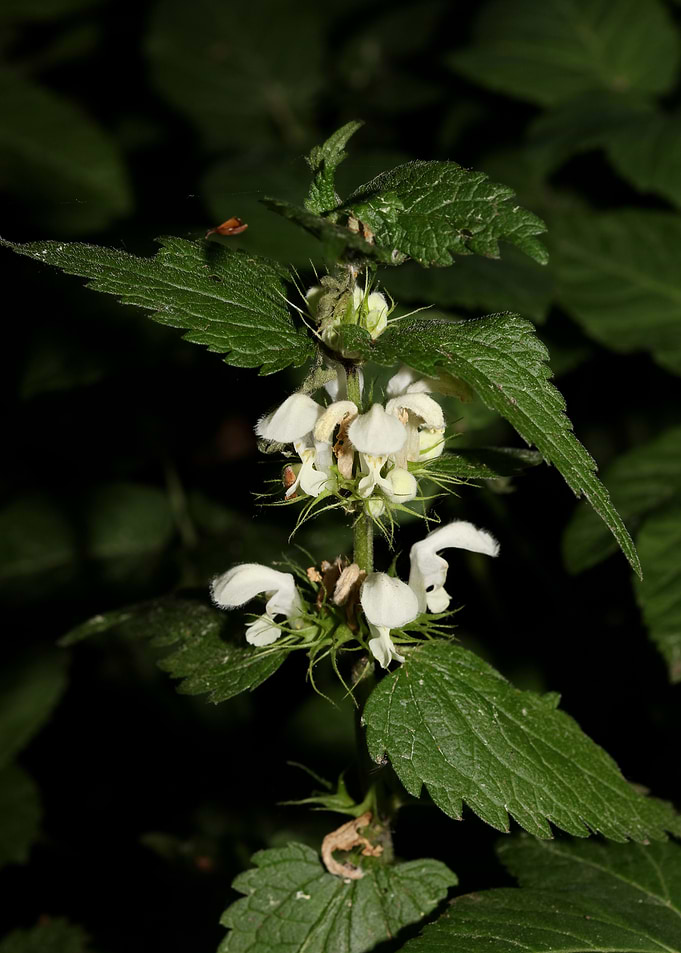 Lamium album lamiaceae