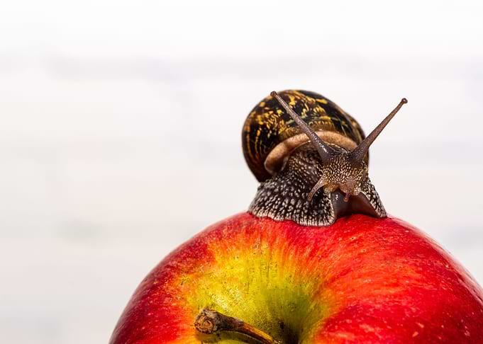 A common snail crawls on a