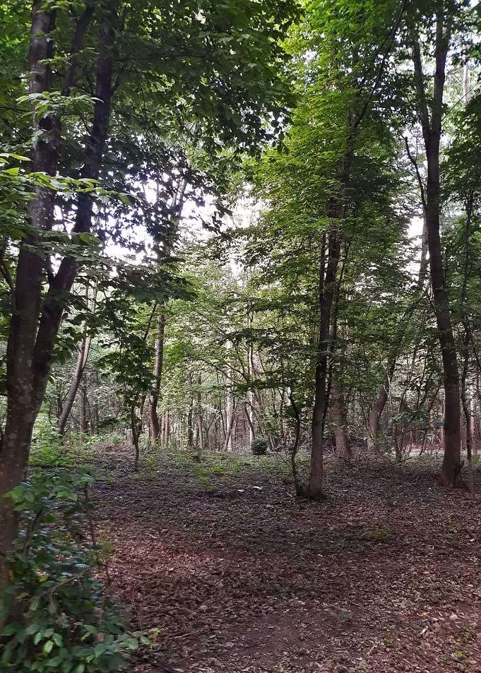 Forest walk