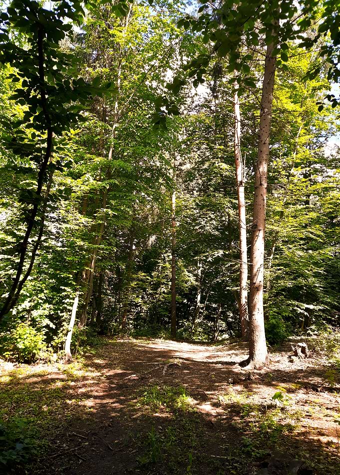 Light forest