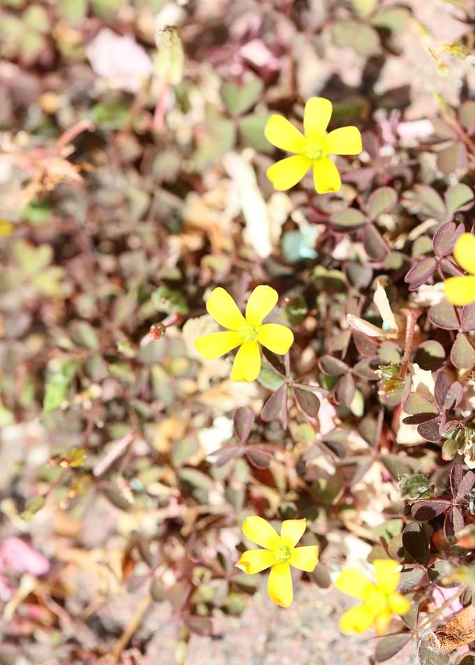 Oxalis corniculata flower