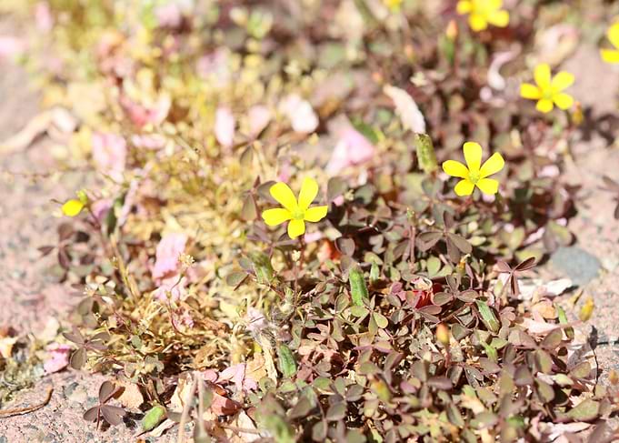 Oxalis corniculata flower