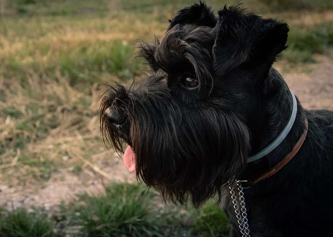 Oscar