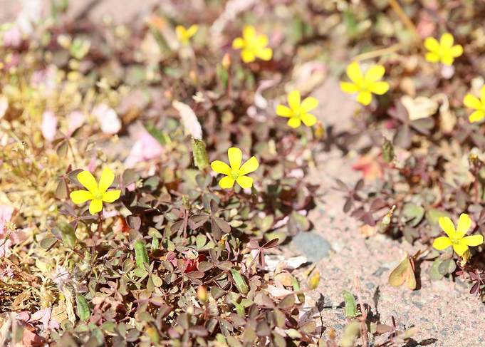 Oxalis corniculata flower