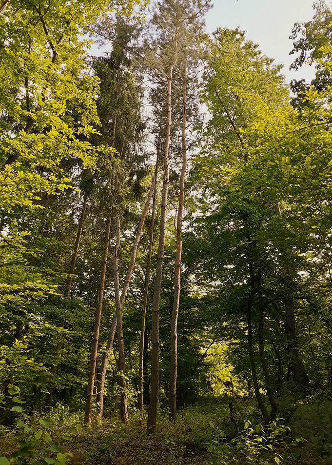 Young forest
