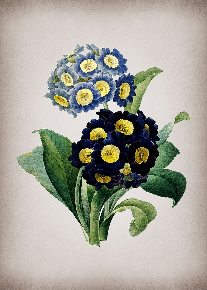 Vintage Mountain Cowslip