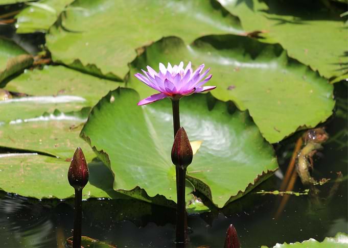 lotus flower purple