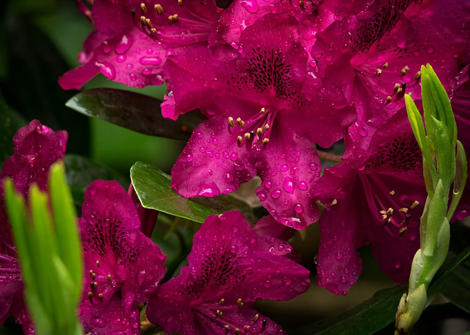 Flower no 6