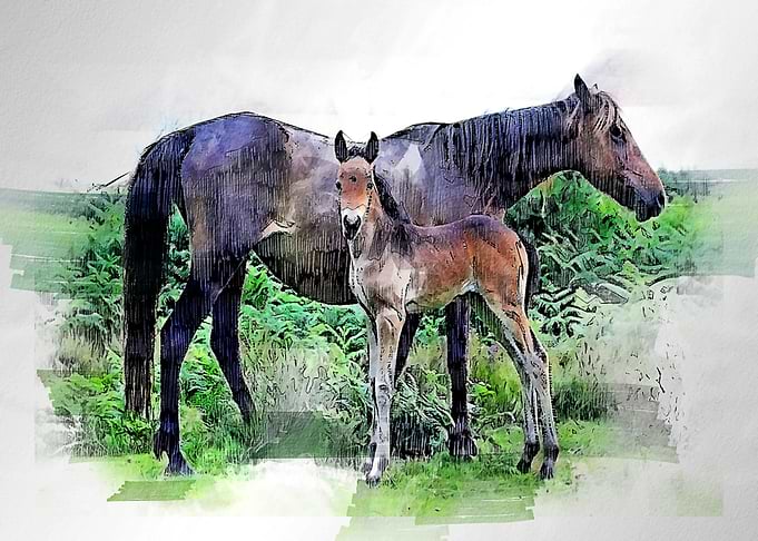 horses watercolor