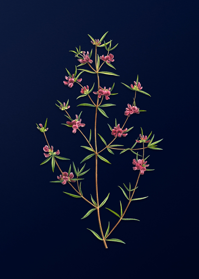 Blue Floral Illustration