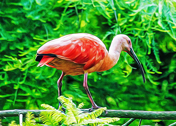 Beautiful bird