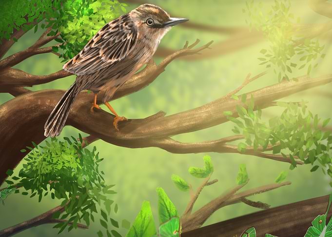 Bird