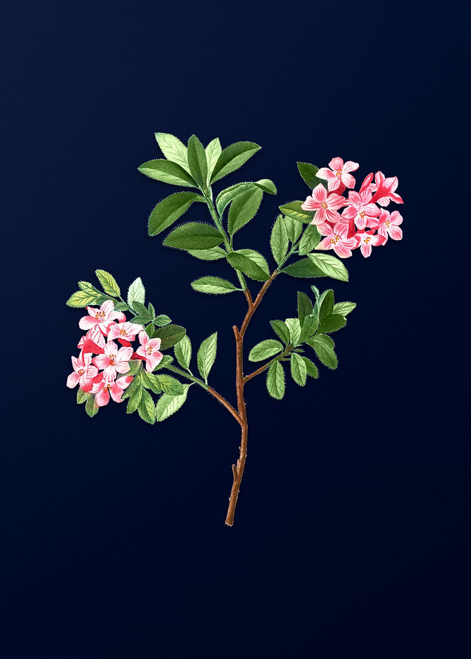 Blue Floral Illustration