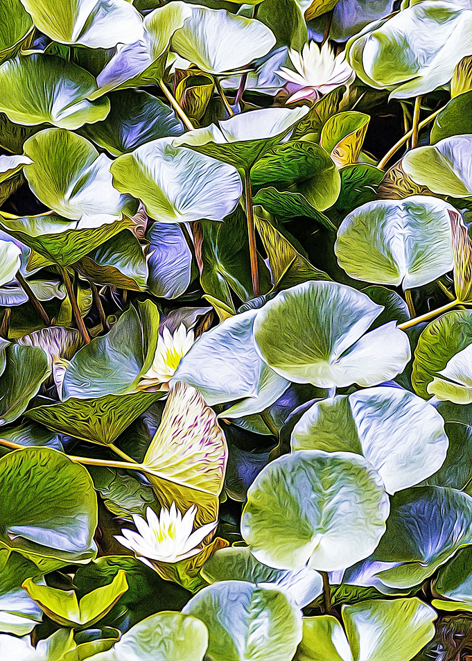 Small pond with plants