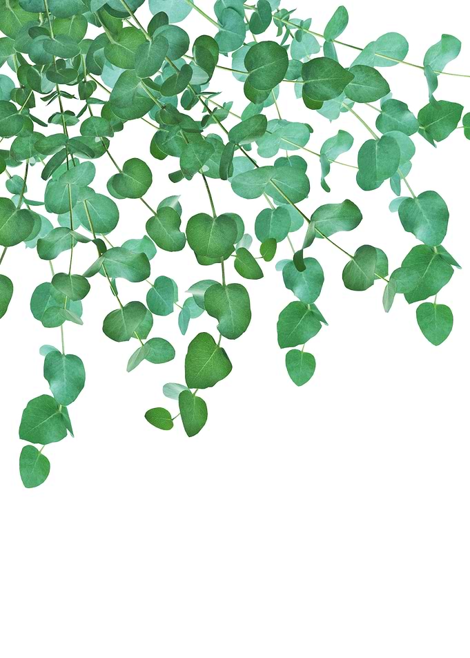 Eucalyptus Delight 2