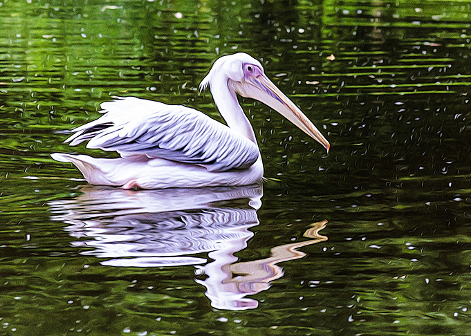 Beautiful bird