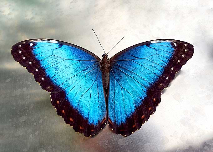 Butterfly Morpho peleides