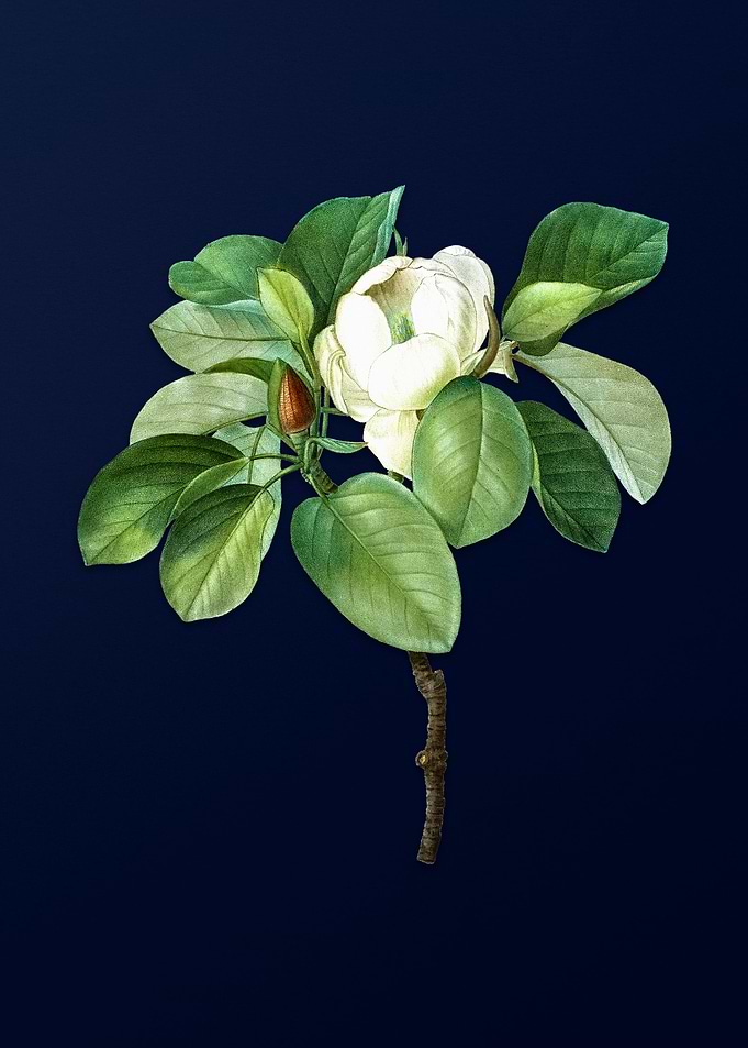 Blue Magnolia Illustration