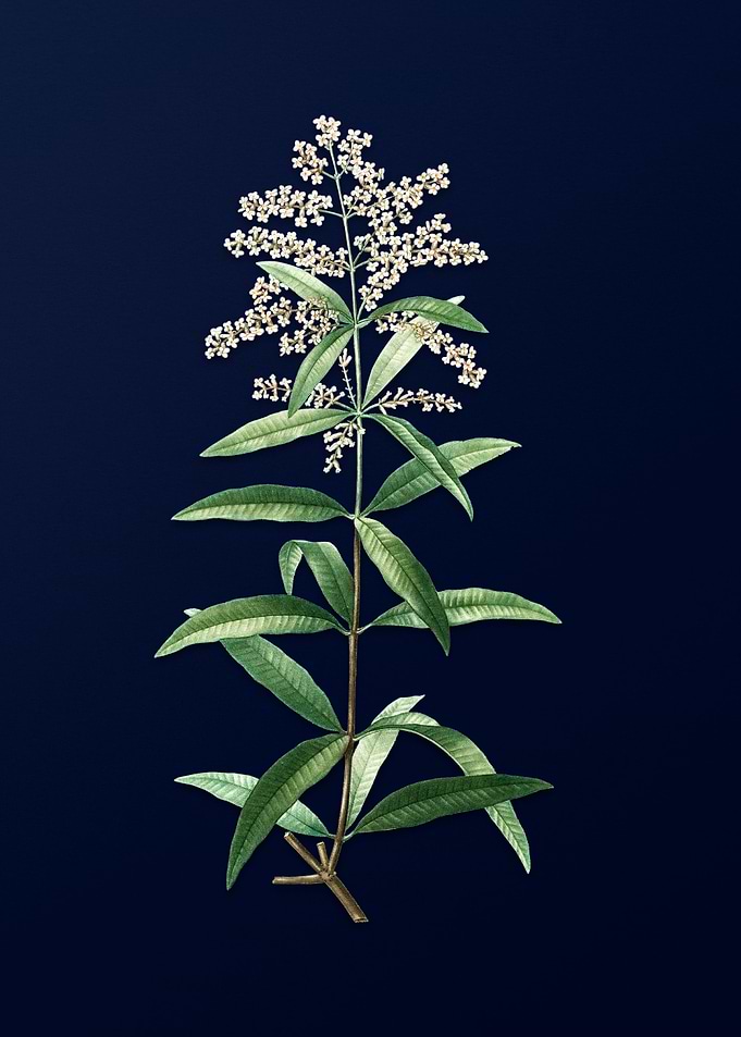 Blue Floral Botanical