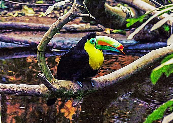 Beautiful bird