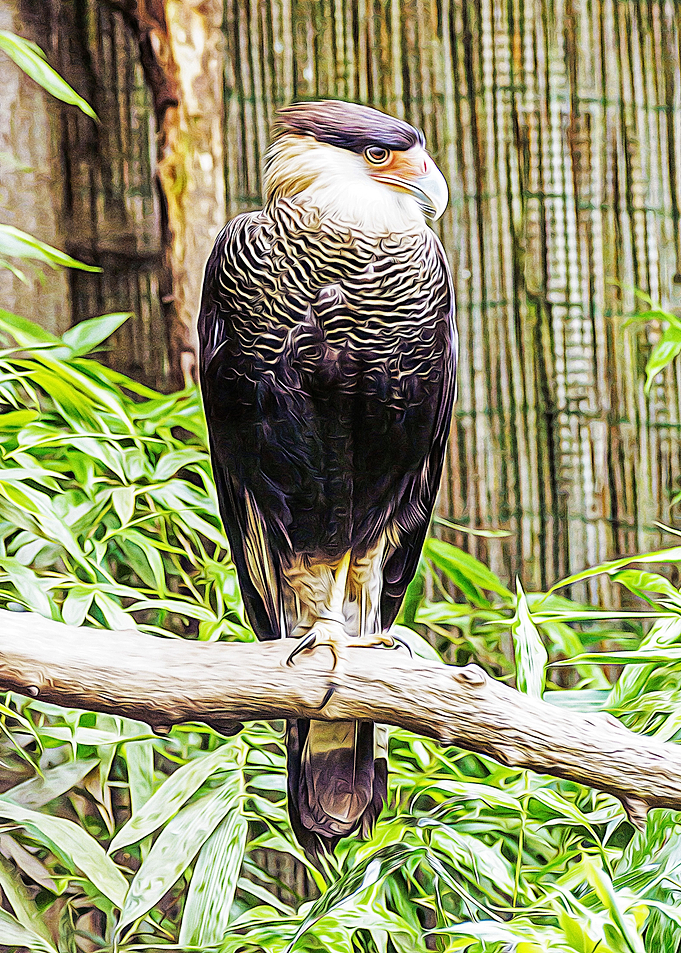 Beautiful bird